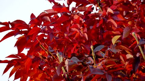 Scarlet Foliage. Blazing colors mean winter is just a few cold fronts away.