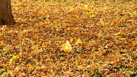 Falling Leaves. Gusts of autumn winds shake more and more leaves, soon to cover the ground.