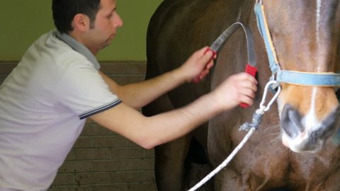 AKYAKA - TURKEY, MAY 2015: Horse washing, cleaning, solarium