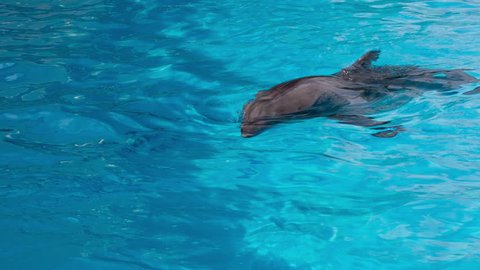 Dolphins Swim in the Pool
