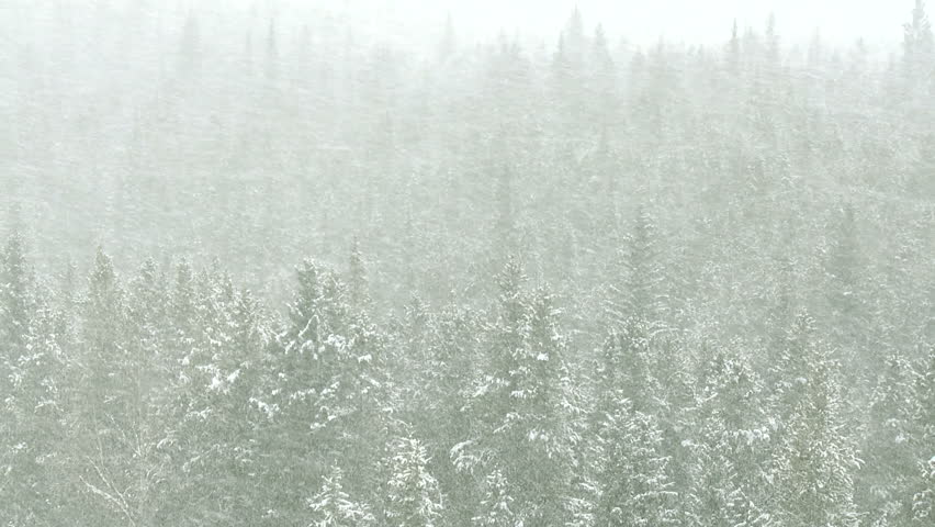 Blizzard in a Rocky Mountain forest