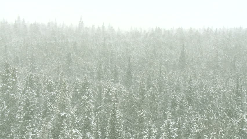 Blizzard in a Rocky Mountain forest