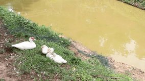 White duck sitting riverbank