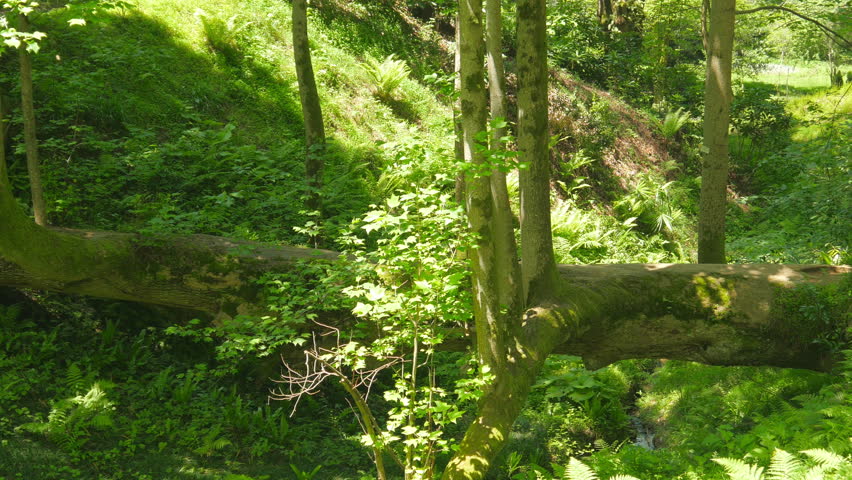 man crossing bizarre bridge tree in batumi botanical garden