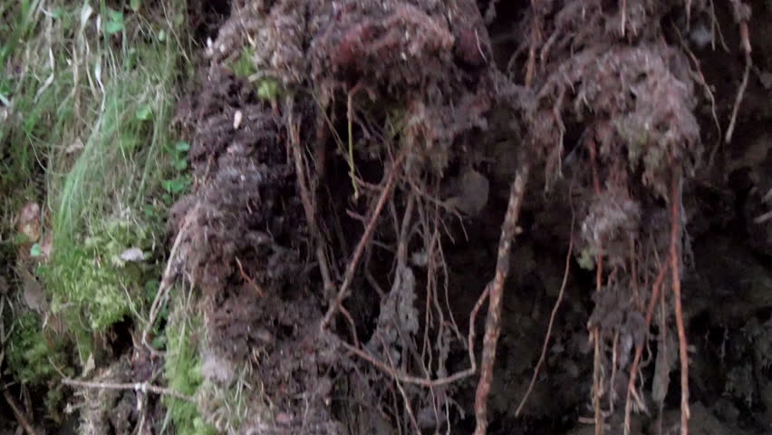 Labrador dog walking under the uprooted tree. Coming out from the root of the tree lying on the ground the dog sniffs on the ground