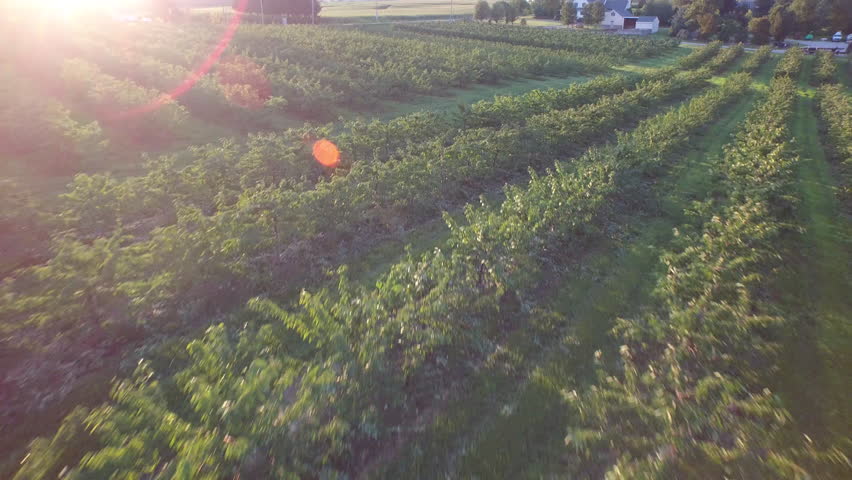 Aerial view of cherry trees and apple trees on an orchard farm.