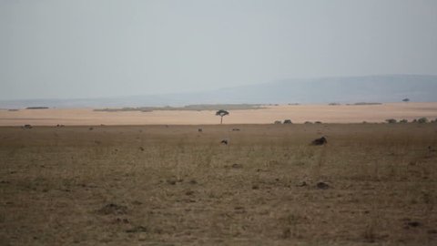 Bird walks across savannah, Masai Mara, safari Kenya
