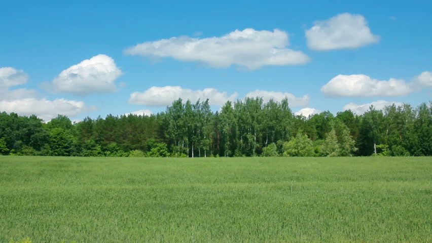 waving green field with wheat
