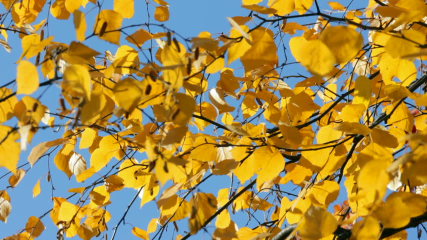 autumn bright yellow birch leaves