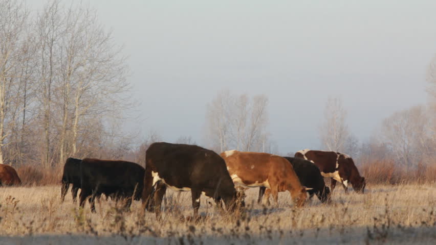 cows on autumn dry pasture - farm scene