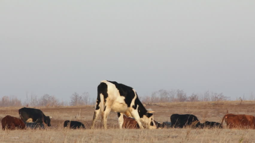 cows on autumn dry pasture - farm scene
