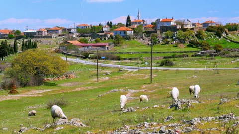 sheep grazing in village on green grass, assos, canakkale, turkey