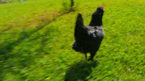 chasing chicken cock outdoor, funny running following