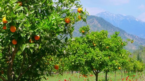 Winter change, Spring coming, orange trees over snowy mountain background