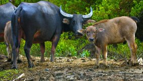 Two adult. female water buffalo and three babies watch cautiously as the camera slowly passes their favorite feeding area.