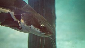 Big redtail catfish. drifting slowly by the display glass in a huge South American exhibit at a popular public aquarium.