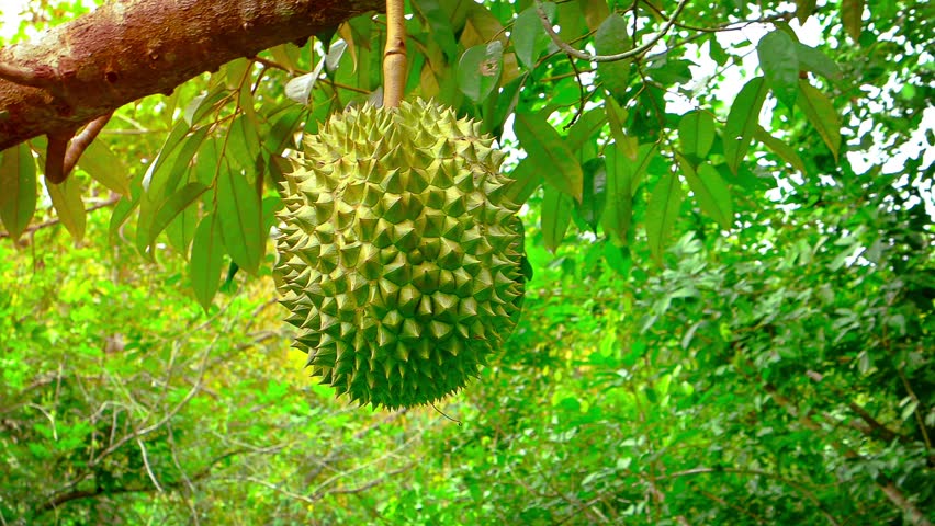 Single Durian Fruit With Its Stock Footage Video 100 Royalty Free