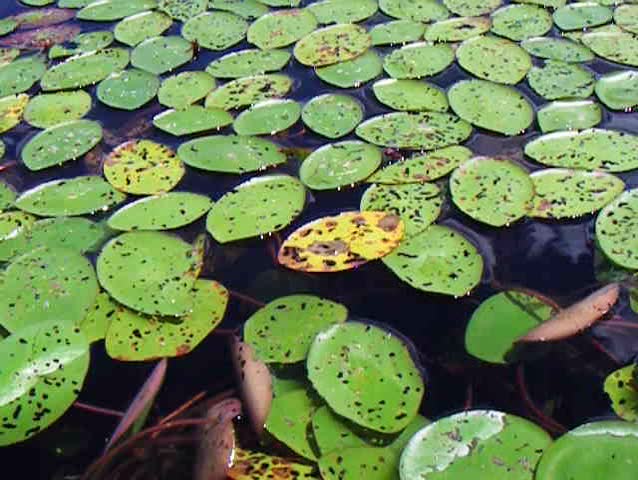 Closeup of Lilly Pad in Lake