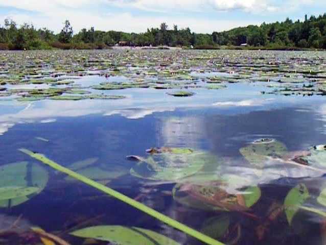 Lilly Pads in Lake with Trees