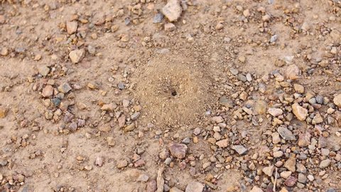 Small Ants Coming out of Hole. A great piece of stock footage filmed in 4k definition, perfect for film, tv, documentaries, reality TV, trailers, infomercials and more!