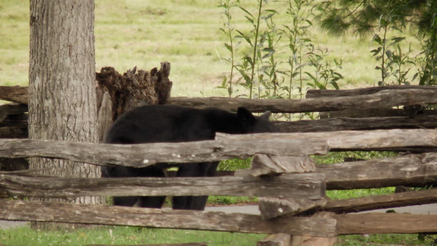 A wild black bear in Cades Cove, Tennessee meanders through split rail fence