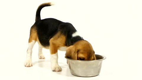 Beagle puppy sitting eating dry food over white background. wagging tail, he runs to the plate. eating out of dishes for dogs. Slow motion