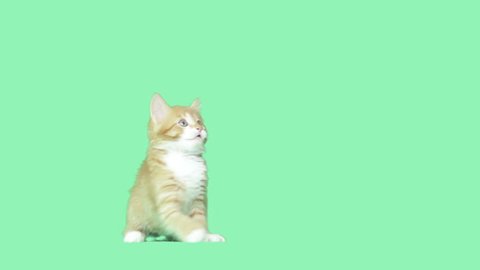 kitty waving paws on a green screen