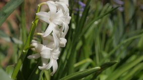 White Hyacinthus orientalis flower in the field shallow DOF 4K 3840X2160 30fps UHD footage - Common Hyacinthus plant in the garden natural green environment 4K 2160p UltraHD video
