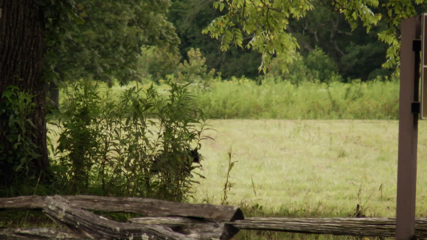 A wild black bear walks through a field in  Cades Cove, Tennessee