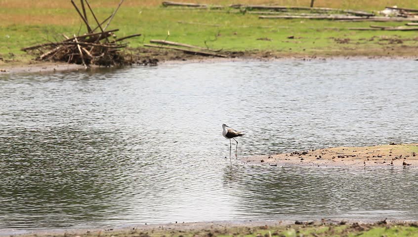 Black-winged Stilt on the lake.