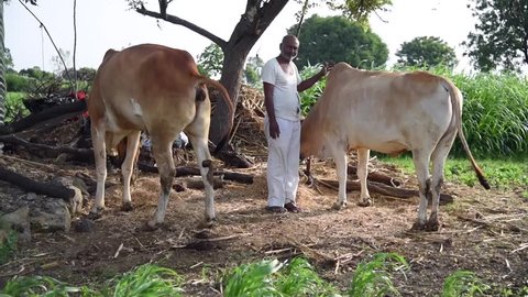Farmer with his bulls, rural village Salunkwadi, Ambajogai, Beed, Maharashtra, India