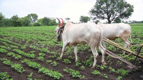 Farmers plugging in soybean field with bulls, rural village Salunkwadi, Ambajogai, Beed, Maharashtra, India