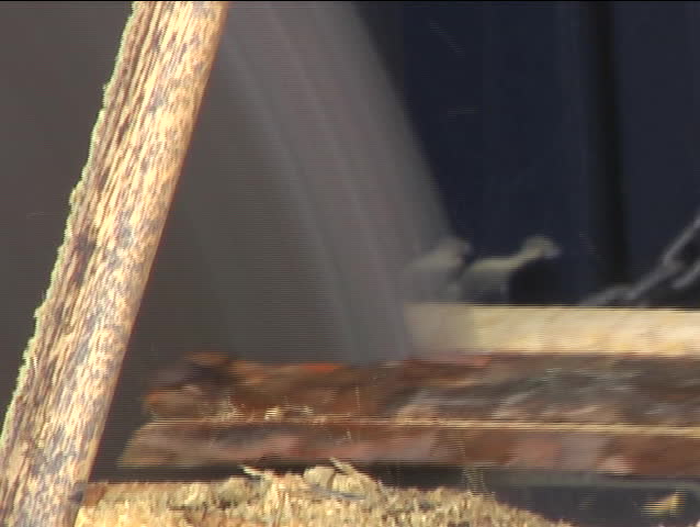 Lumber Being Cut By Sawmill Saw