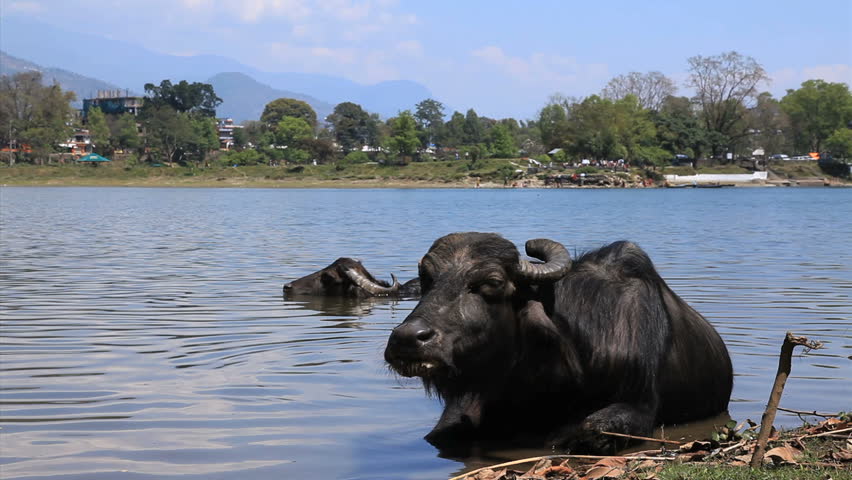 Water buffalo, Pokhura, Nepal