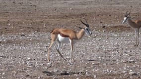 Springbok (in the Namibian Savannah) as 4K UHD footage