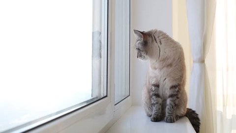 Cat sits on white windowsill near opening frame in apartment