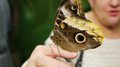 Close up view of beautiful tropical butterfly sitting on finger