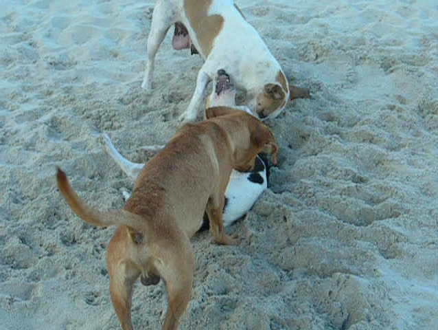Three dogs playing togeter