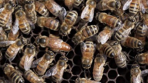 Queen bee macro in honey bee hive