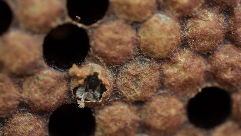 Imago young honey bee eating it's way out of cell macro footage