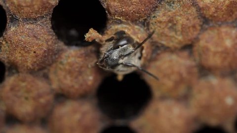 Imago young honey bee eating it's way out of cell macro footage