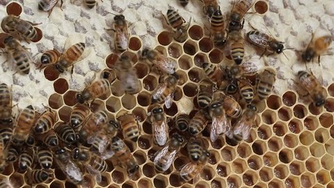 Honey bee macro footage of bee hive and honey production beekeeper