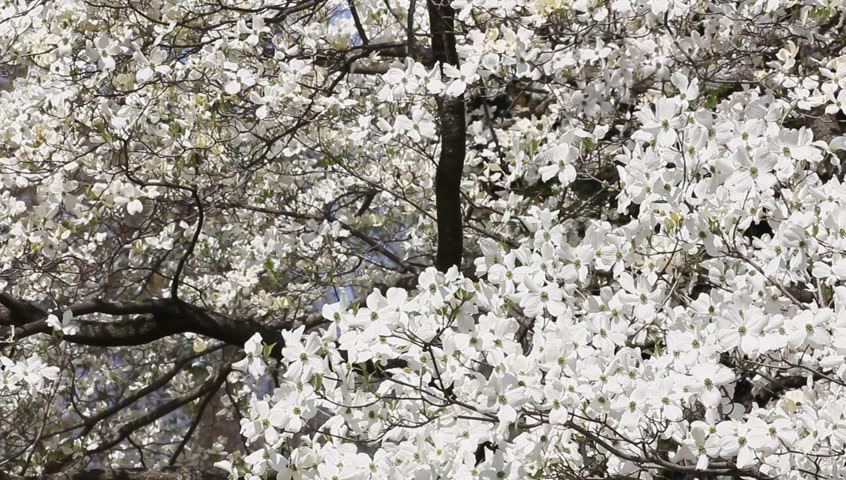 closeup of white dogwood tree - hd