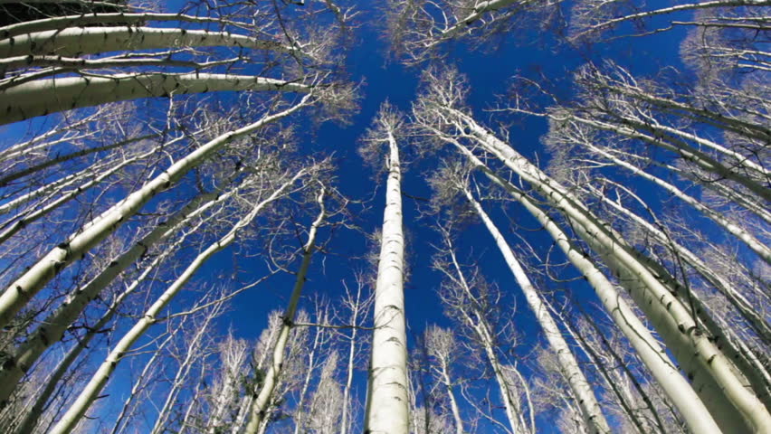 Aspens with blue sky