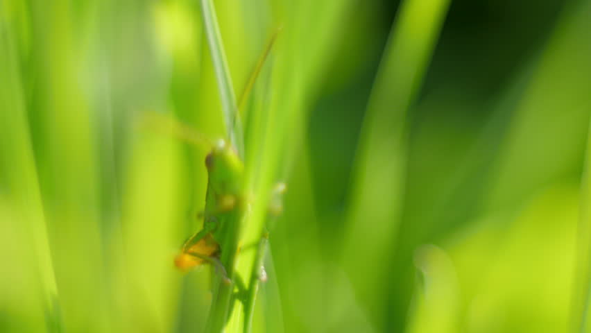 Video Stok green grass flapping wind (100% Tanpa Royalti) 2862358 Shutterst...