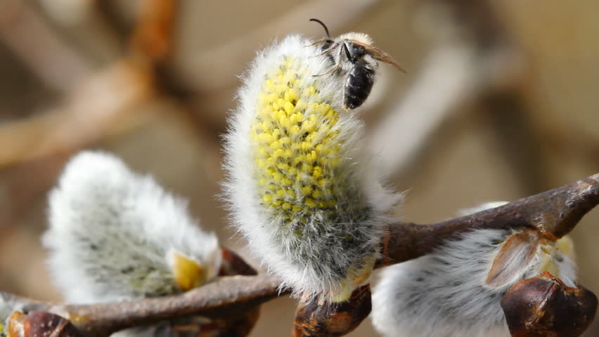 bee on willow, close-up