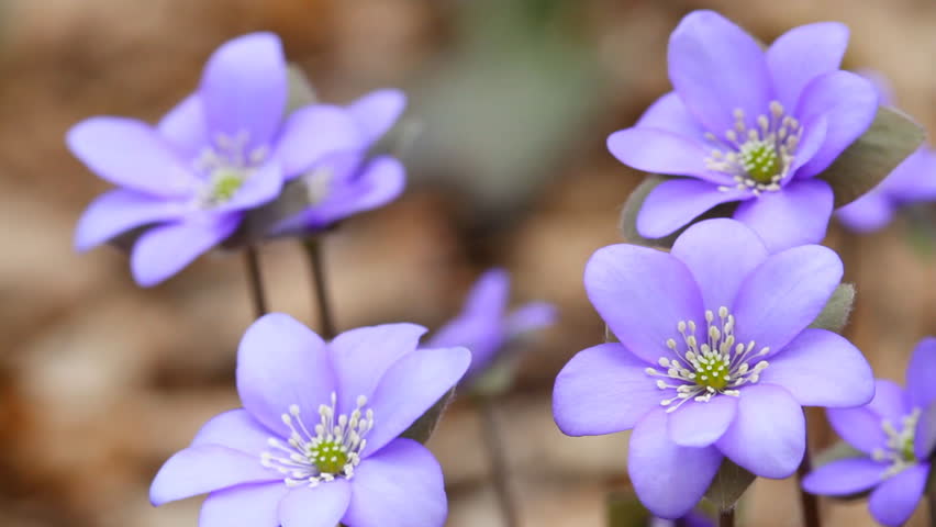 first spring flowers moving in the wind