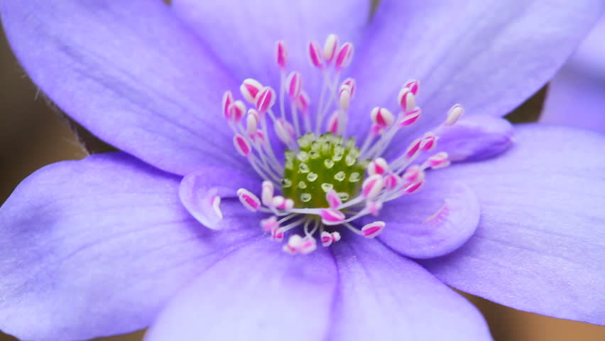 first spring flowers moving in the wind, macro
