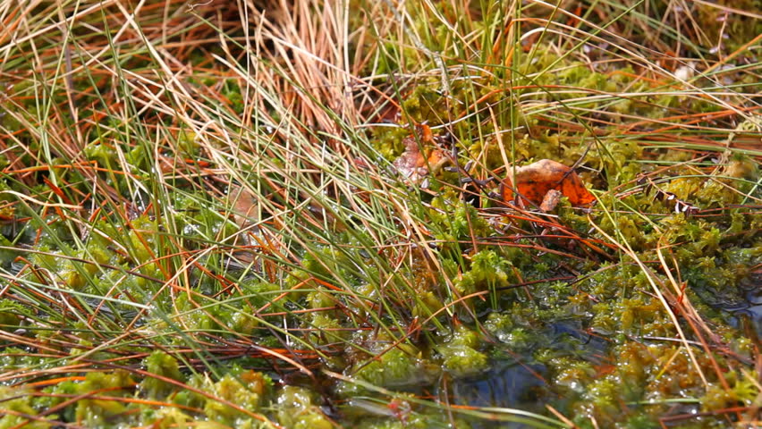 moss in the swamp, close-up