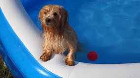 Young orange havanese dog is standing in a blue plastic pool and looks towards camera, shooted with handheld camera - native 50fps xavc-s RX10 video